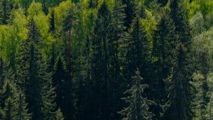 Suomalainen metsä